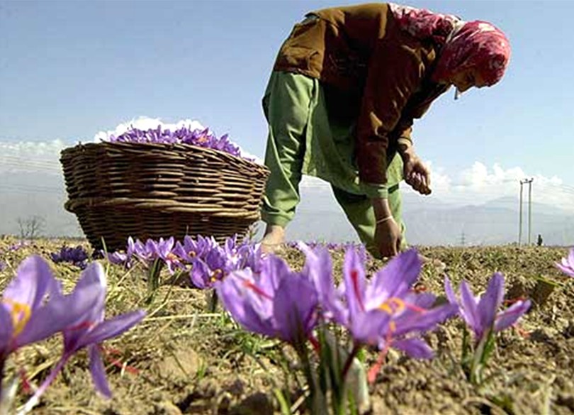 Crocus thomasii / Zafferano di Thomas